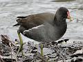 2011-0124-1345_Moorhen_7C